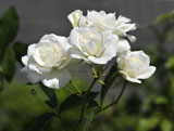 photo:  White roses